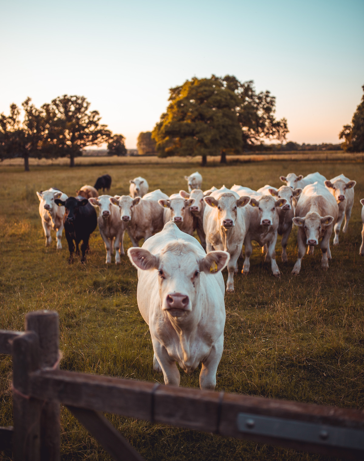 claydon courtyard & estate